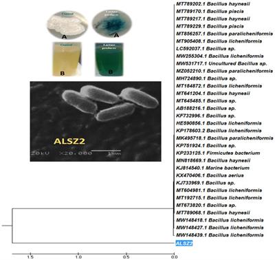 Characterization of an isolated lactase enzyme produced by Bacillus licheniformis ALSZ2 as a potential pharmaceutical supplement for lactose intolerance